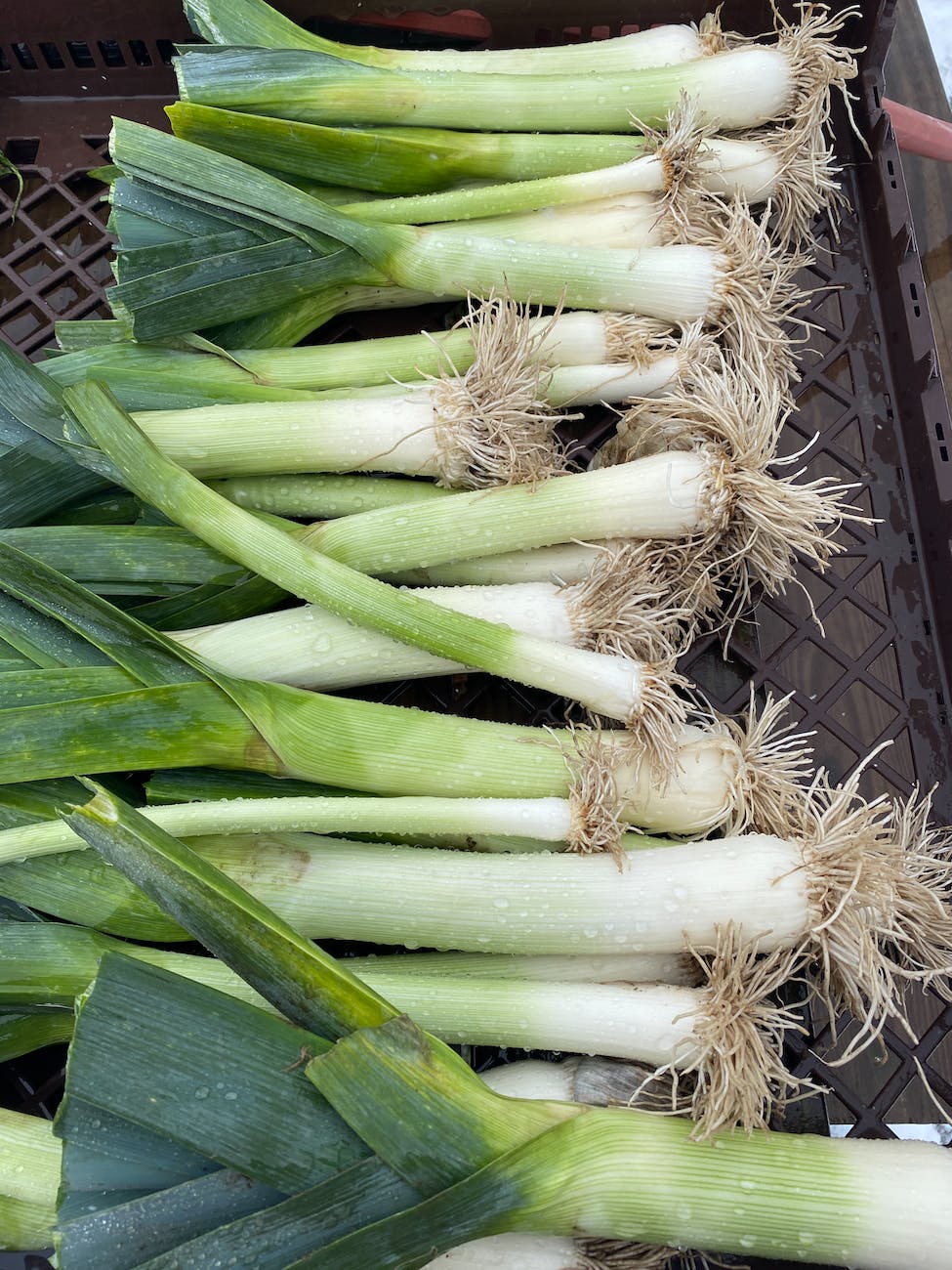 close up of onion leeks
