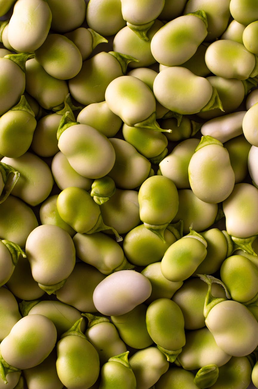 close up shot of broad beans